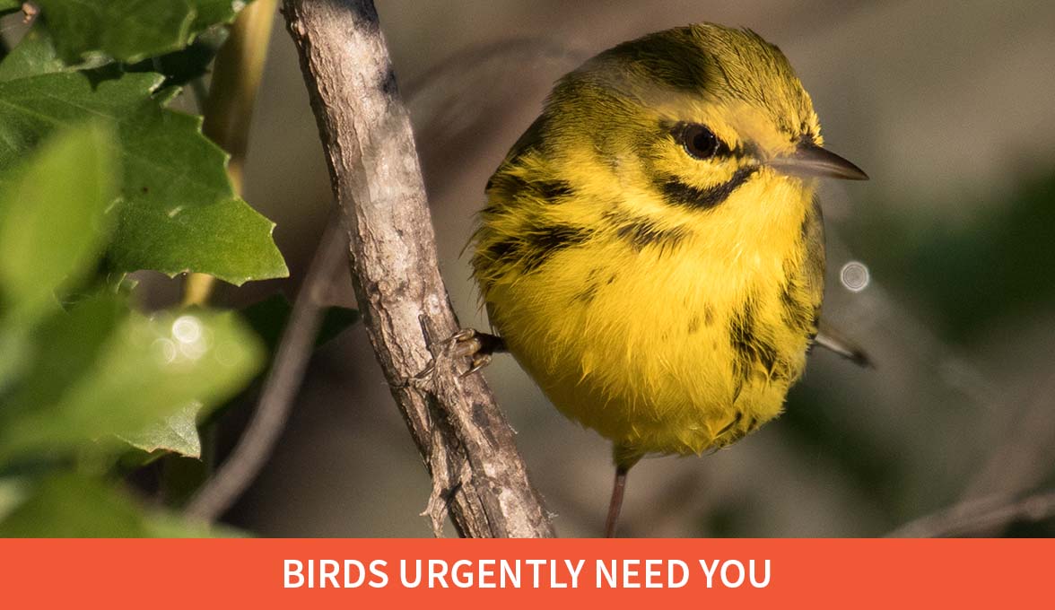 Prairie Warbler with caption 'Birds Urgently Need You'