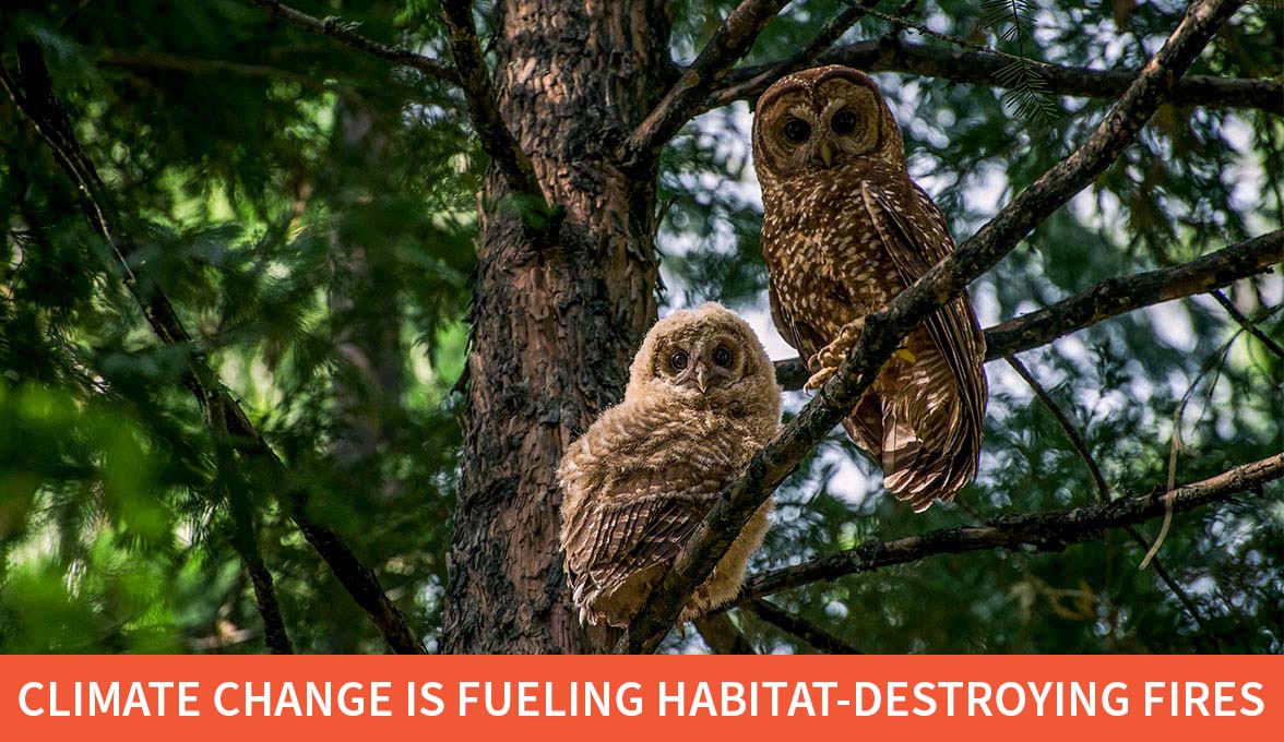 California Spotted Owls.