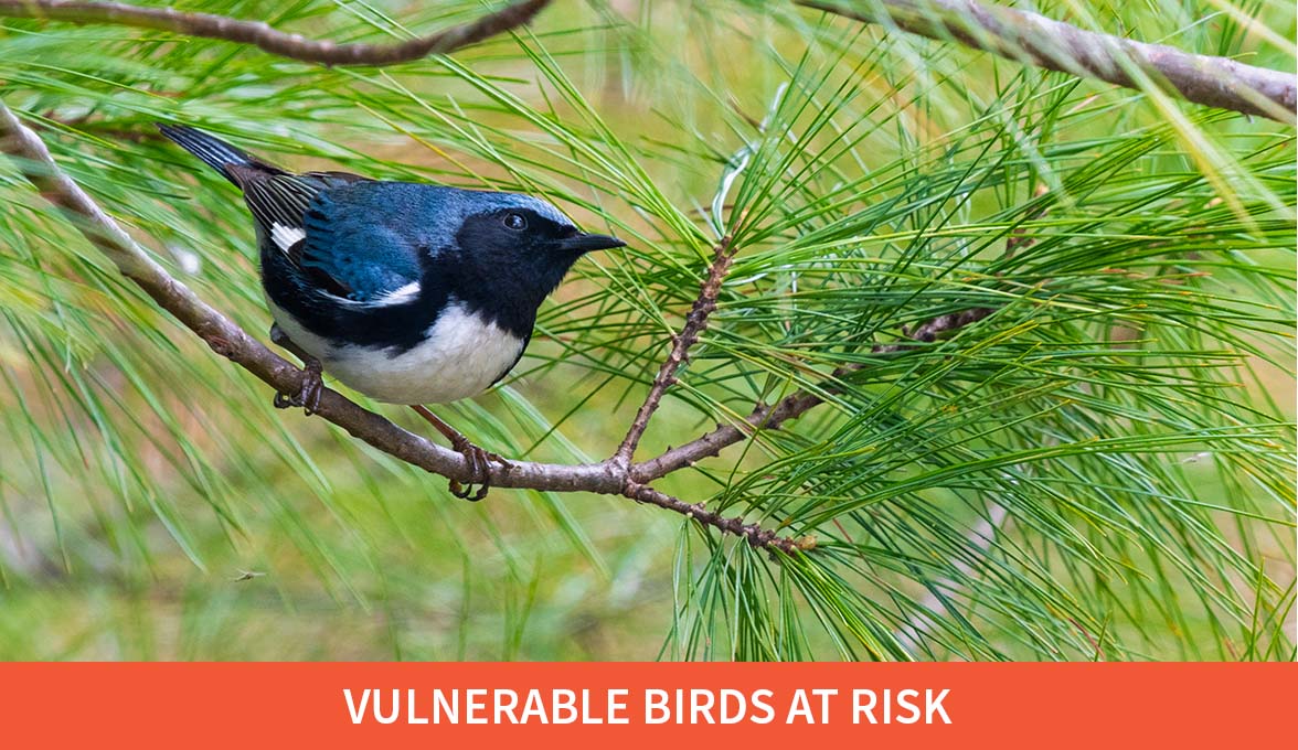 Vulnerable Birds at Risk; Black-throated Blue Warbler