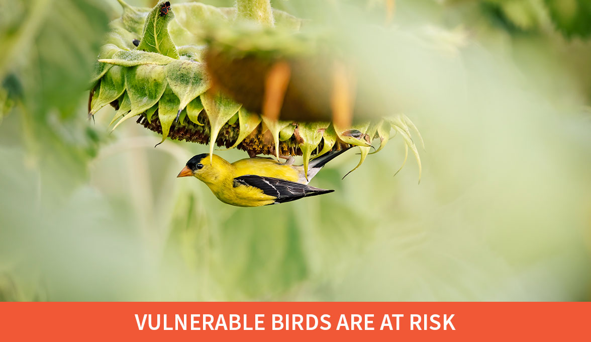 Vulnerable birds are at risk; American Goldfinch.