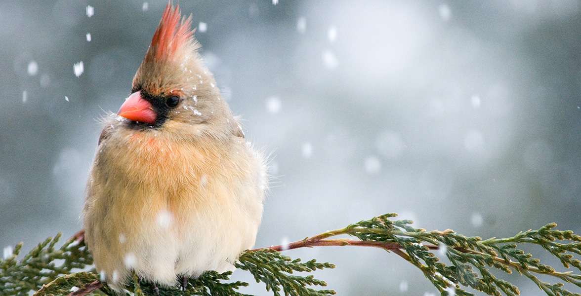 Northern Cardinal.