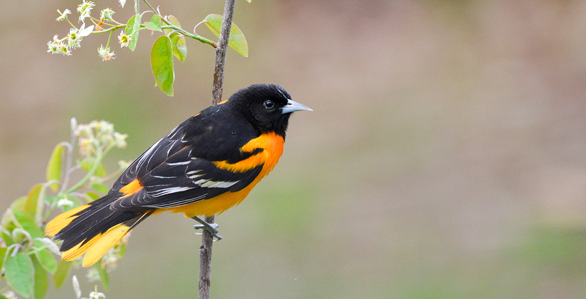 Baltimore Oriole.