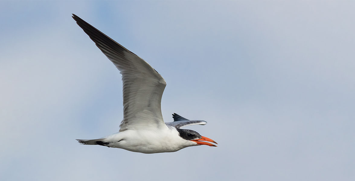 Caspian Tern.