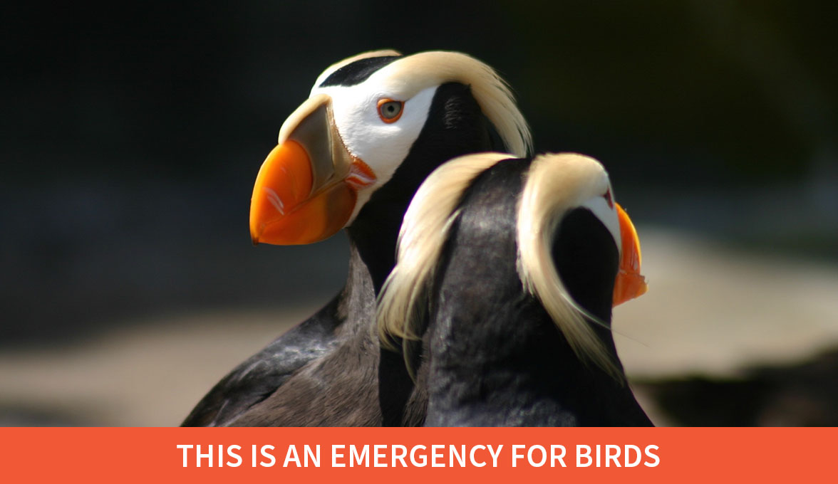 Tufted Puffins.