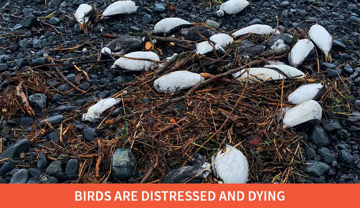 Dead Common Murres found in Alaska in 2016.