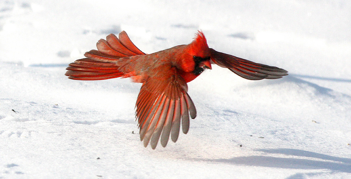 Northern Cardinal.