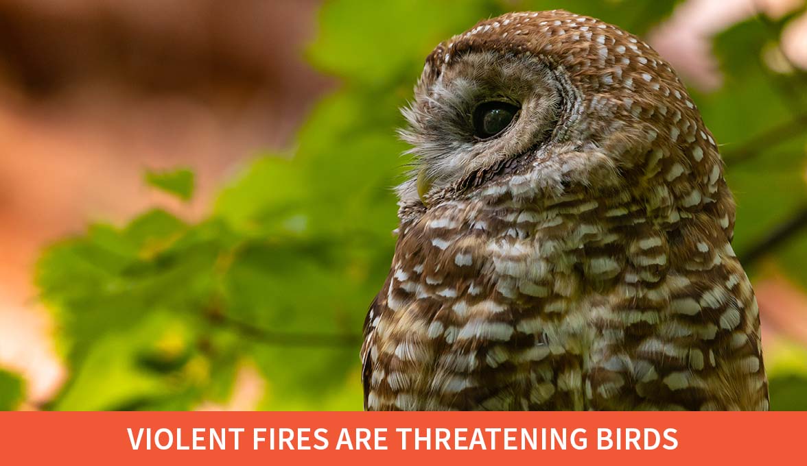 Violent Fires Are Threatening Birds.