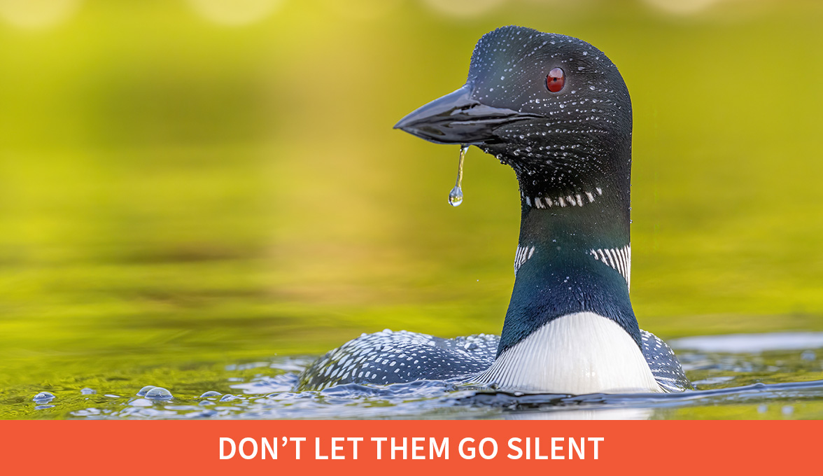 Don't let them go silent; Common Loon.