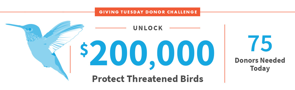 Unlock $200,000; Protect Threatened Birds; 75 Donors Needed