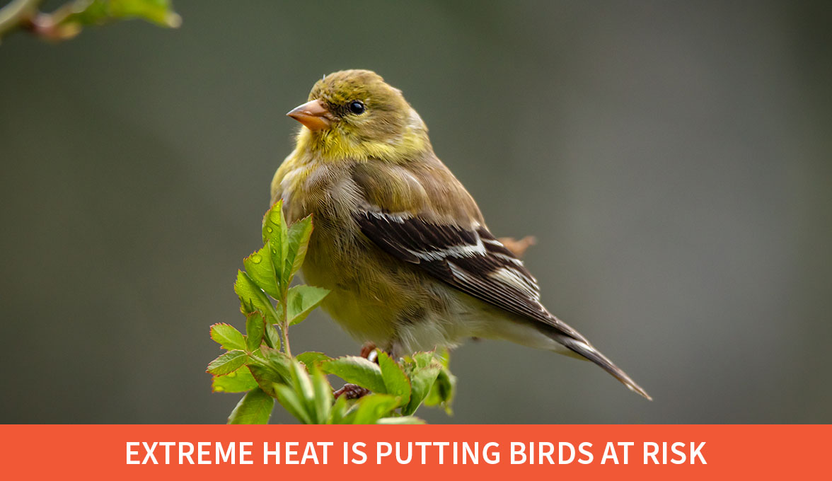 Extreme heat is putting birds at risk; American Goldfinch.