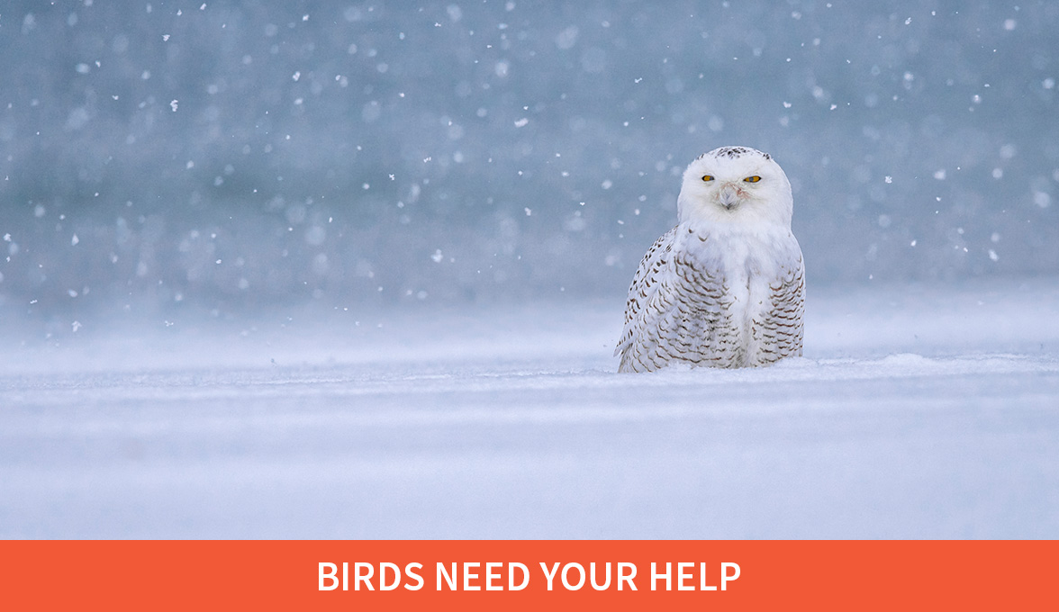 Birds Need your Help; Snowy Owl