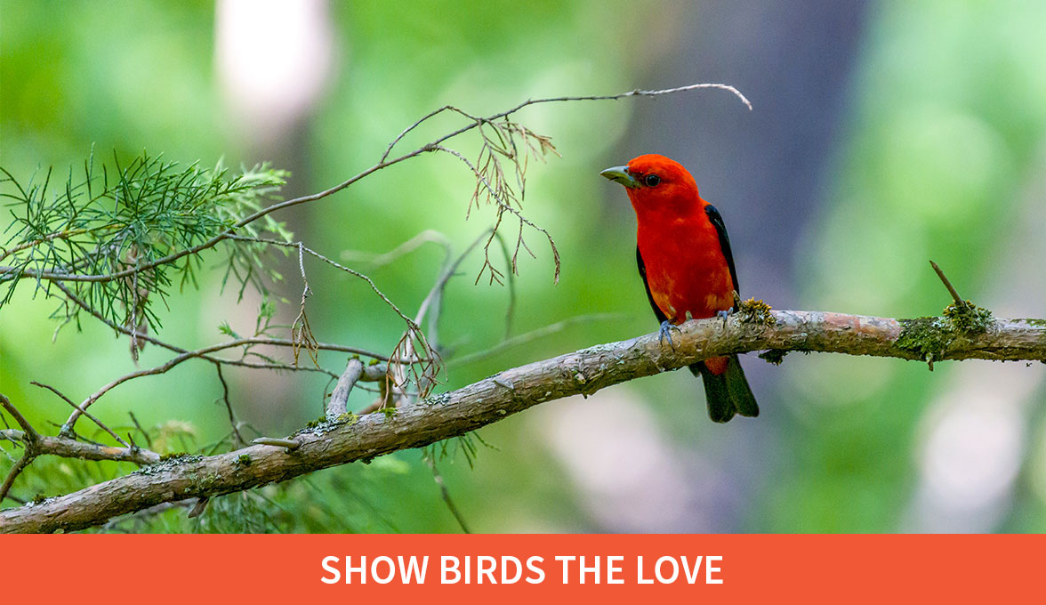 Show Birds The Love; Scarlet Tanager