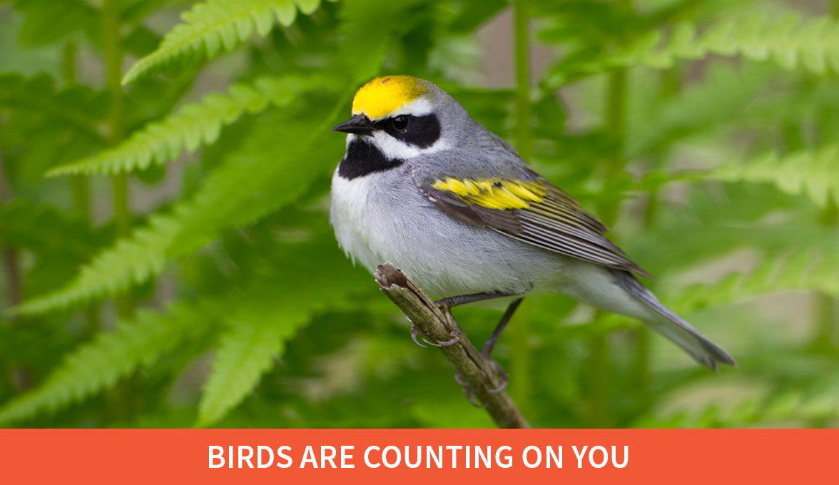 Golden-winged Warbler.