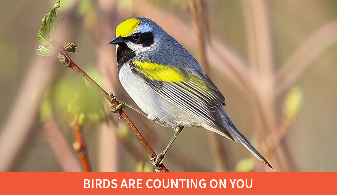 Golden-winged Warbler.