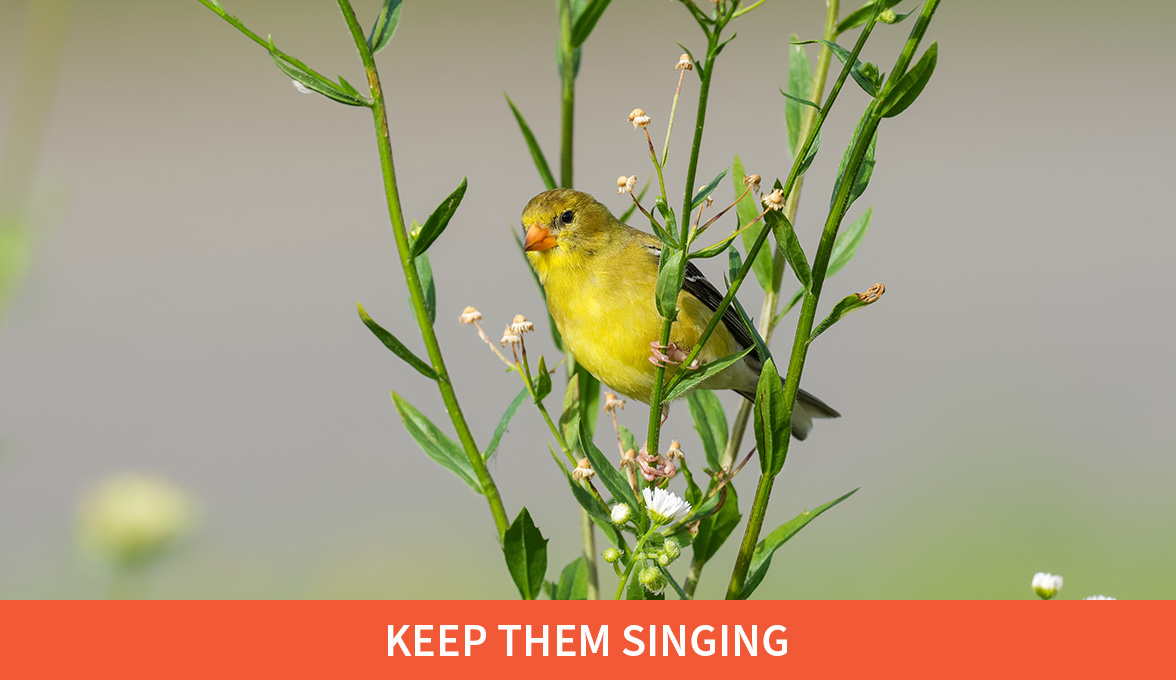 Keep them singing; American Goldfinch