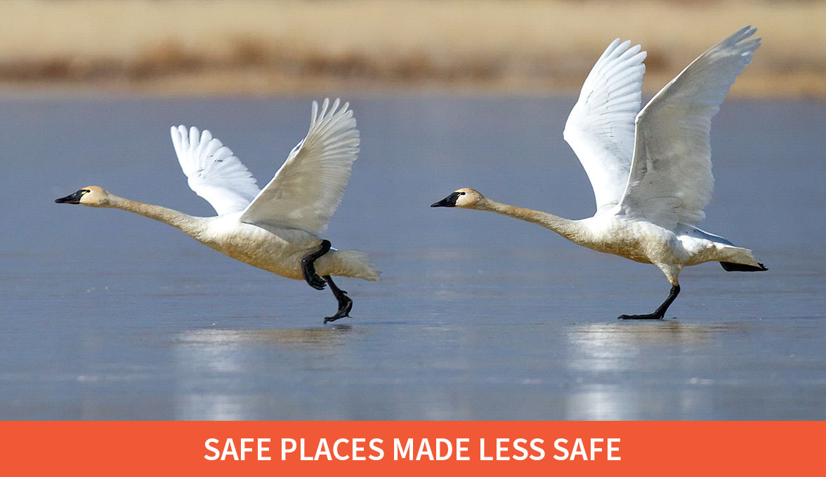 Tundra Swans.