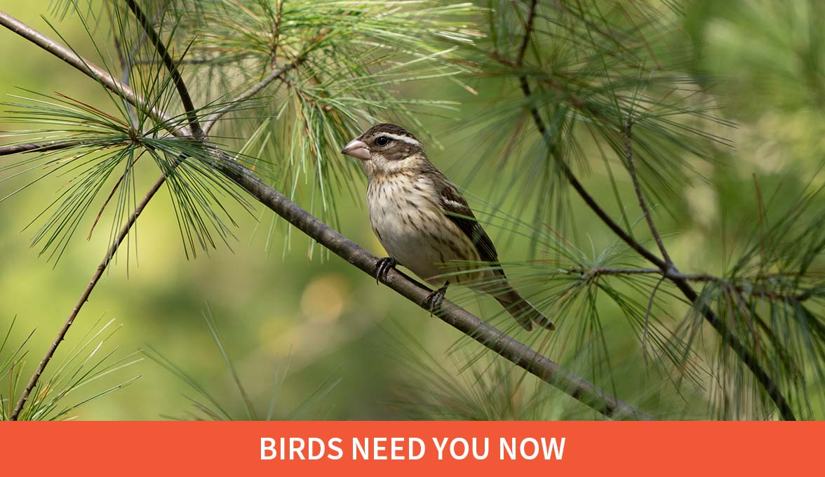 Rose-breasted Grosbeak.