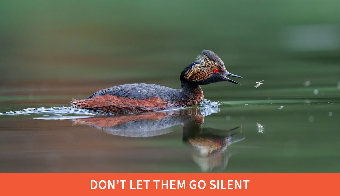 Don't let them go silent; Eared Grebe