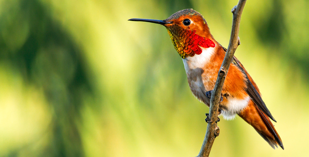 Allen's Hummingbird.