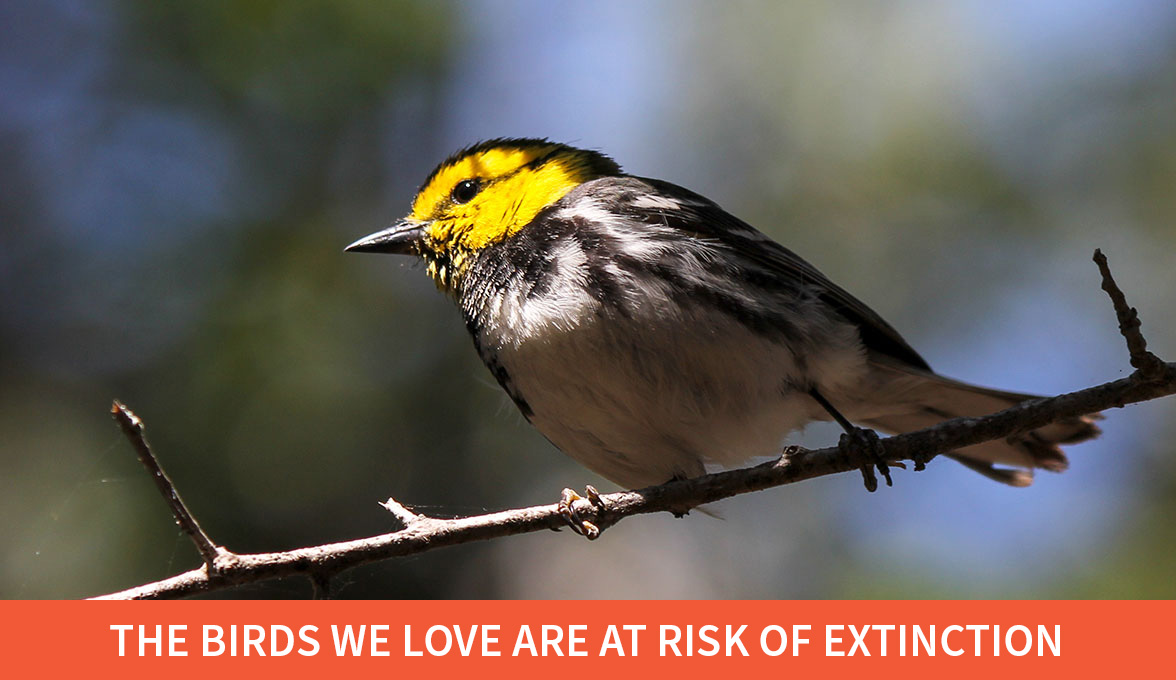 Golden-cheeked Warbler.