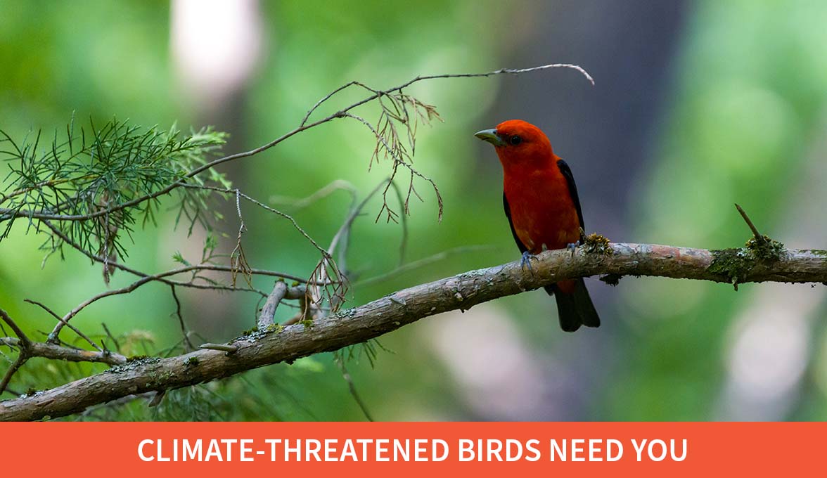 climate-threatened birds need you