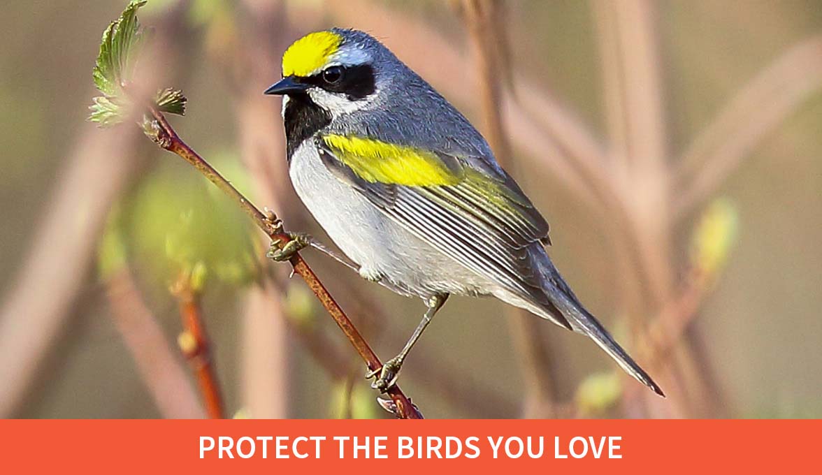 Protect the birds you love; Golden-winged Warbler