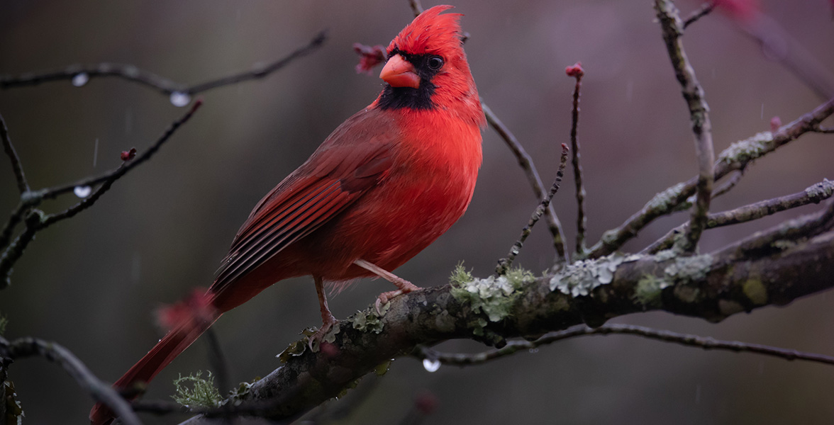 Northern Cardinal.