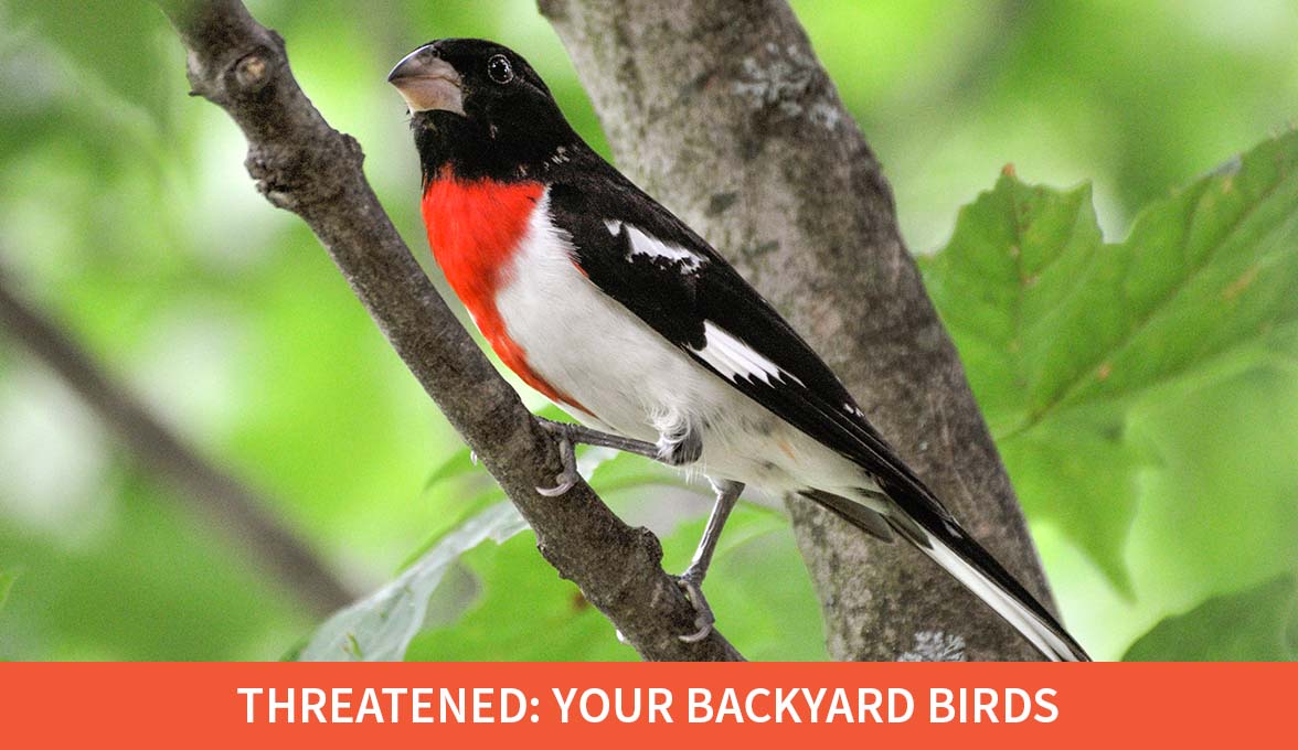 Rose-breasted Grosbeak.