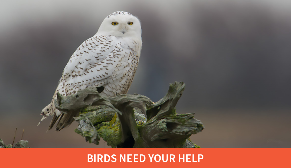 Snowy Owl.