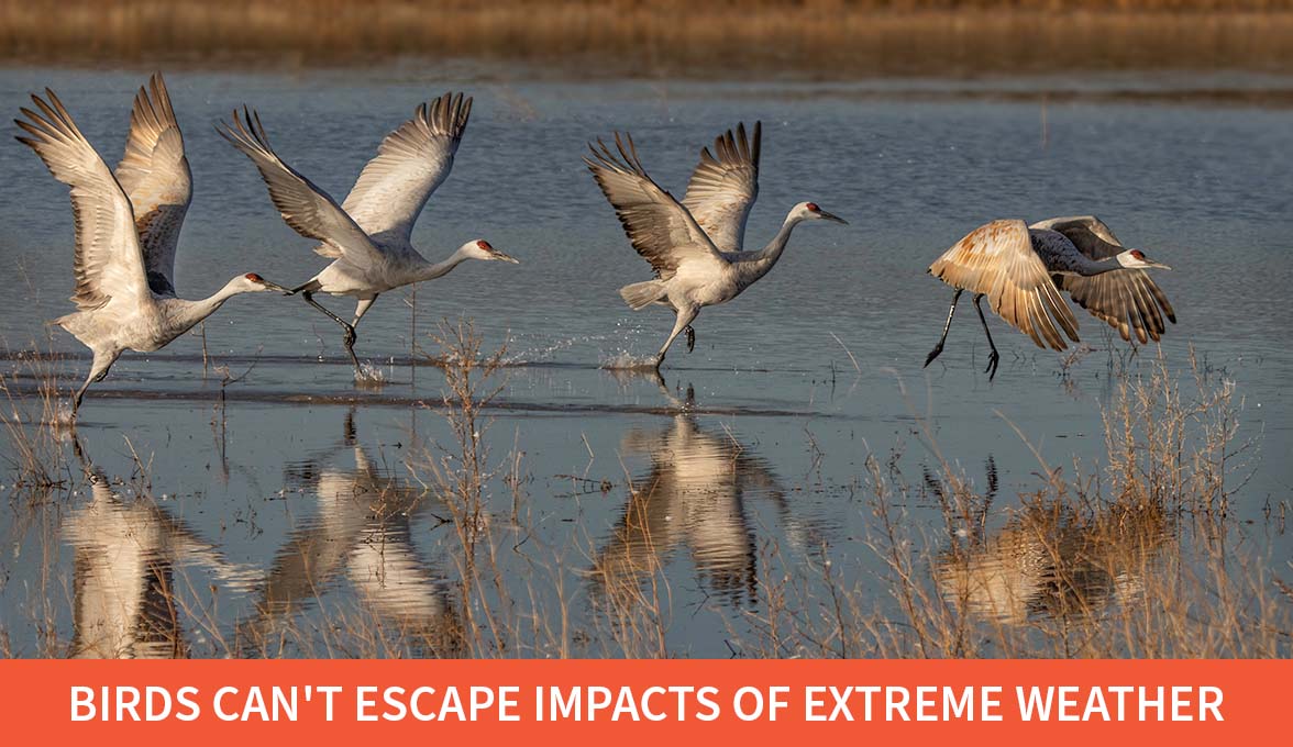 Sandhill Cranes.