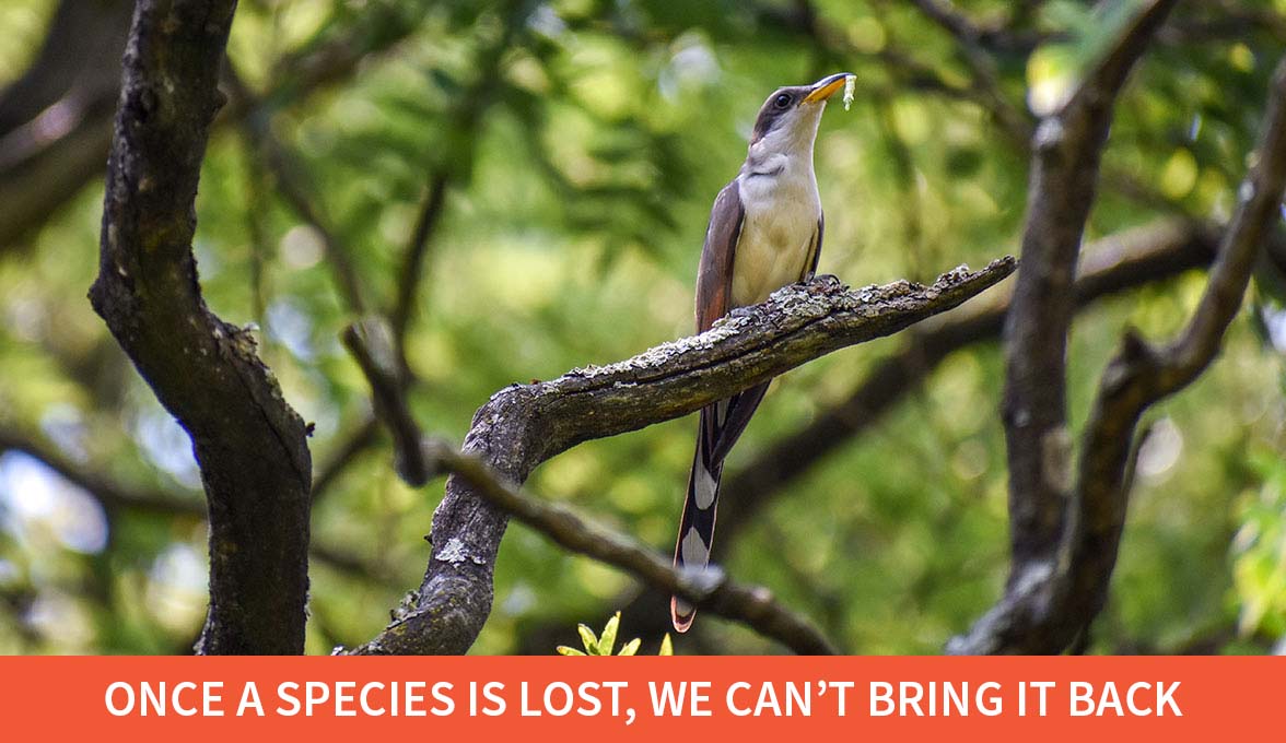 Yellow-billed Cuckoo.