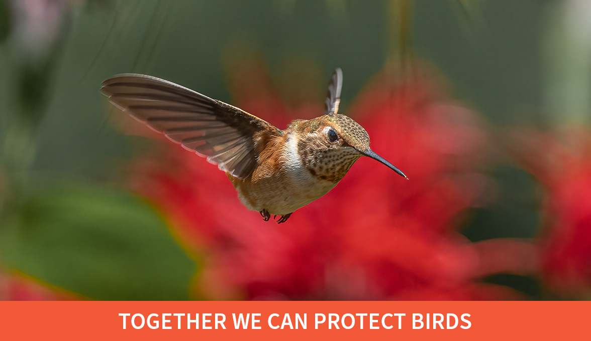 Rufous Hummingbird.