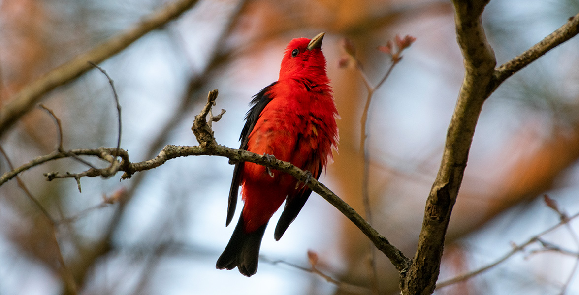 Scarlet Tanager.