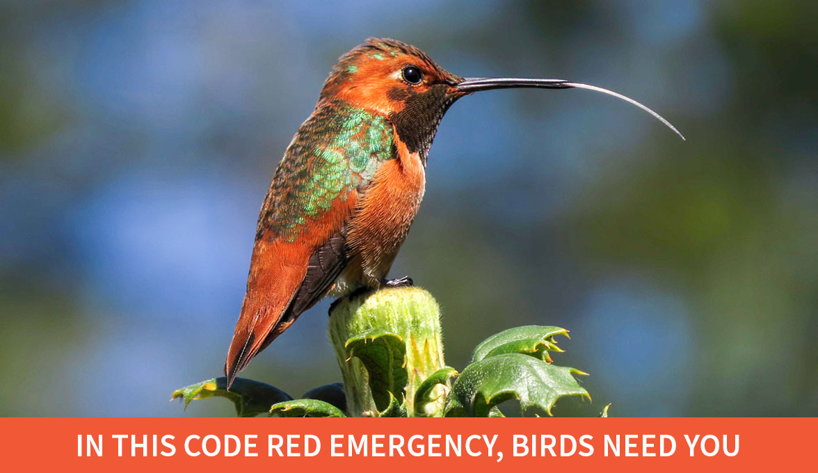 In this code red emergency, birds need you; Allen's Hummingbird.