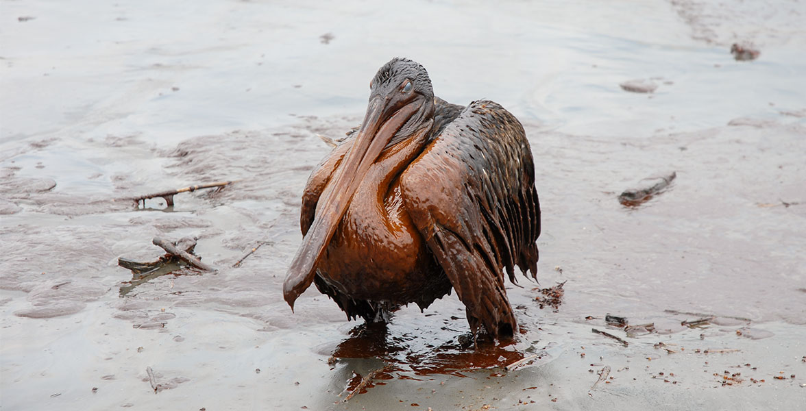 Oiled Brown Pelican.