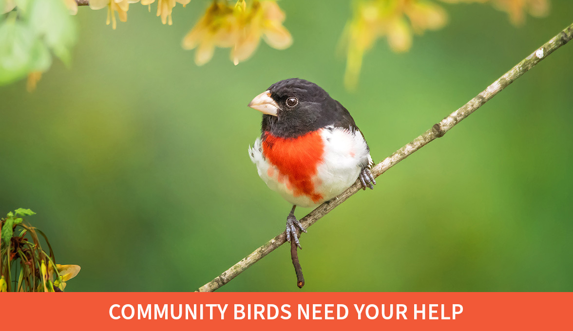 Community Birds Need Your Help; Rose-breasted Grosbeak