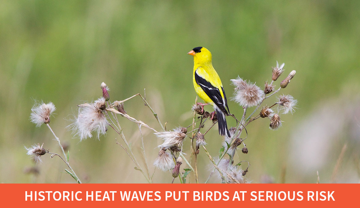 American Goldfinch.