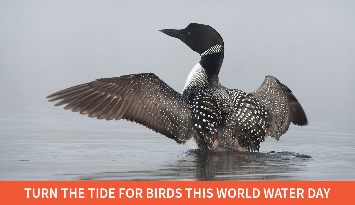 Common Loon.