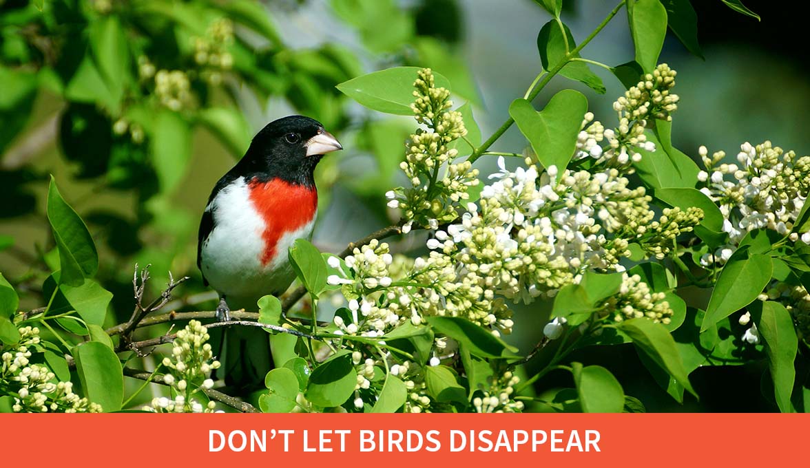 Rose-breasted Grosbeak.