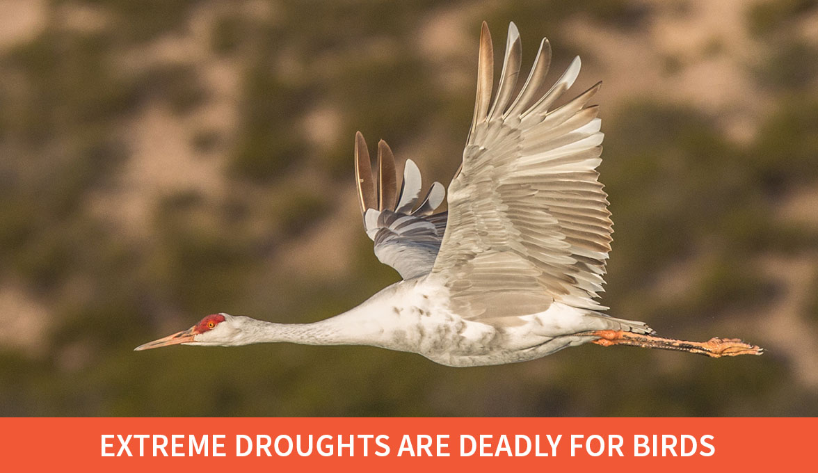 Sandhill Crane.