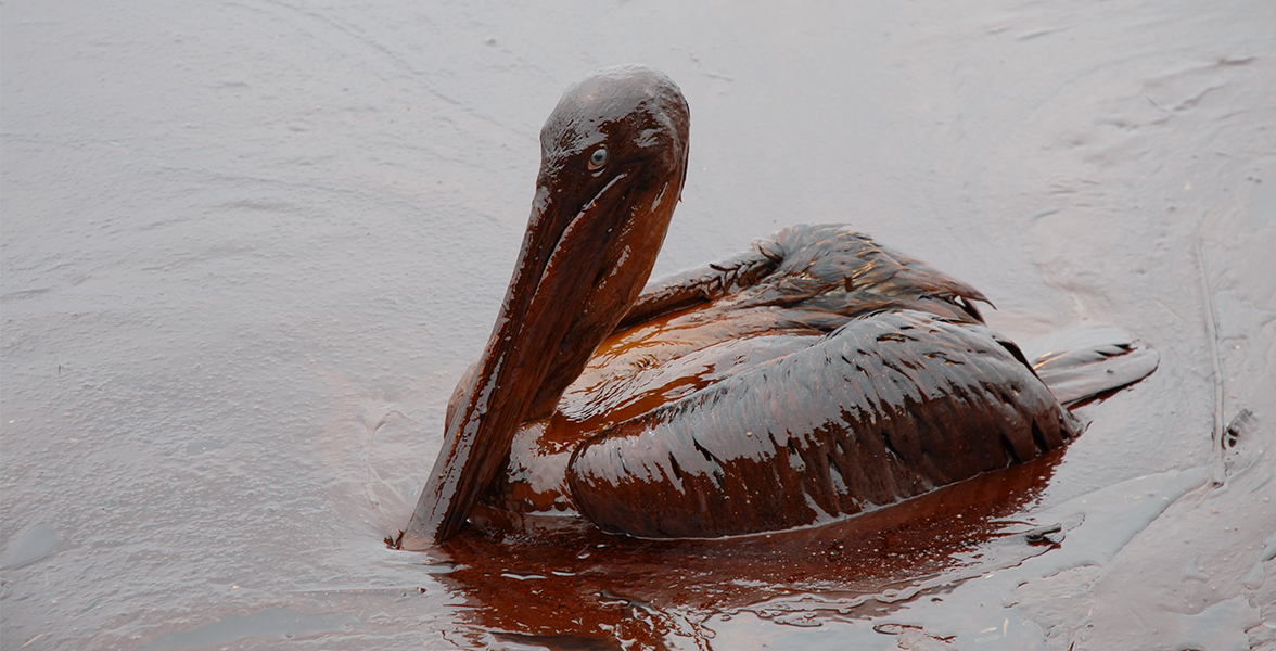 Oiled Brown Pelican.