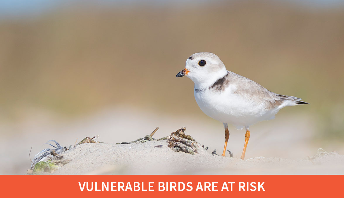 Vulnerable Birds Are at Risk; Piping Plover