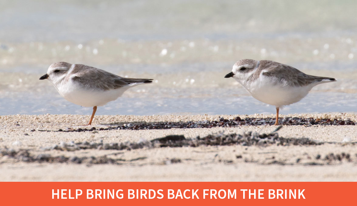 Help Bring Birds Back From The Brink; Piping Plovers.