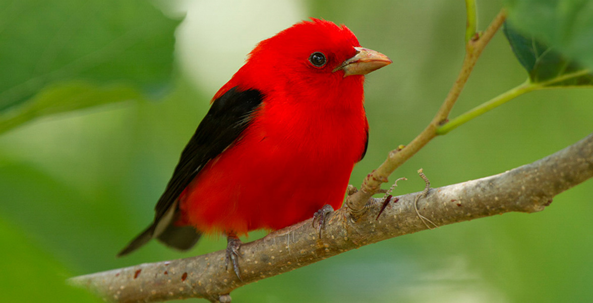 Scarlet Tanager.