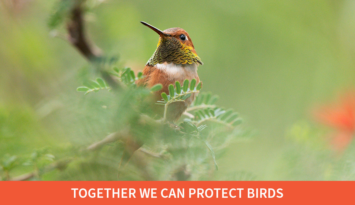 Rufous Hummingbird.