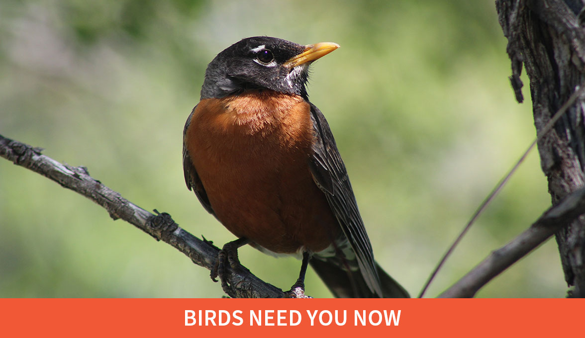 American Robin.