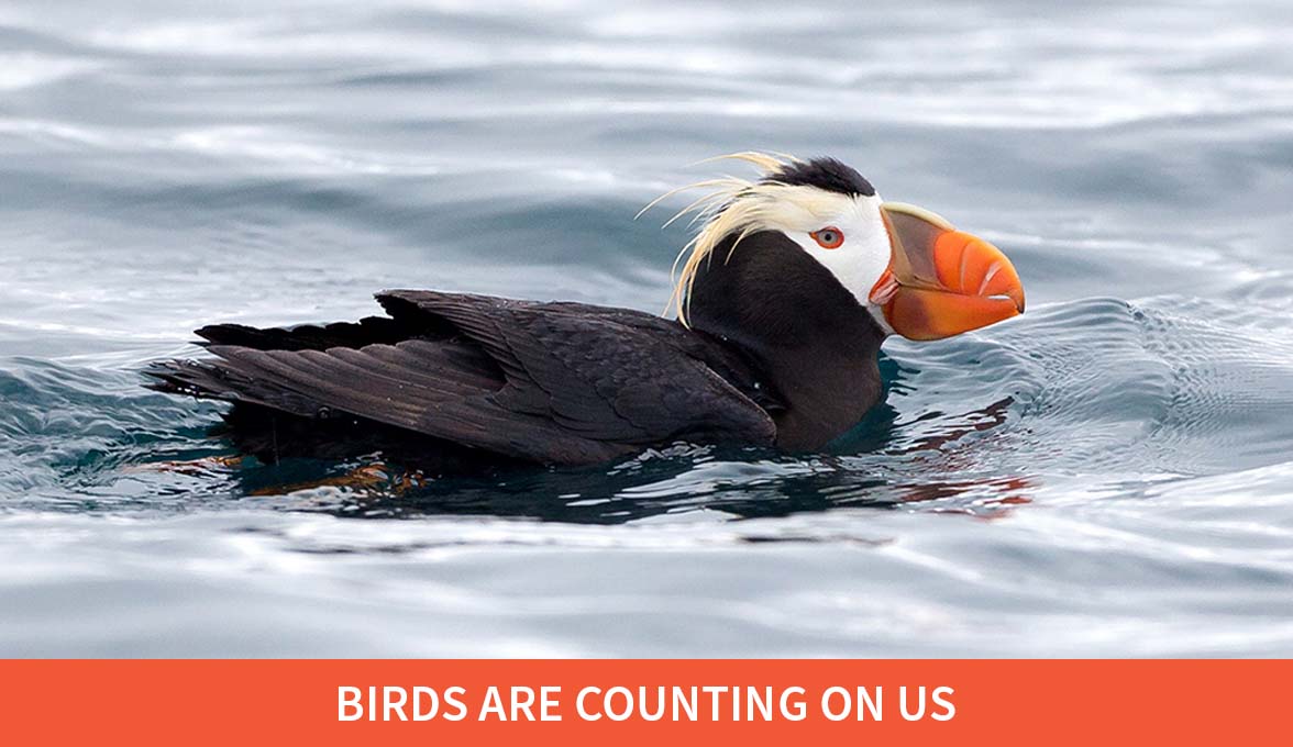 Tufted Puffin.