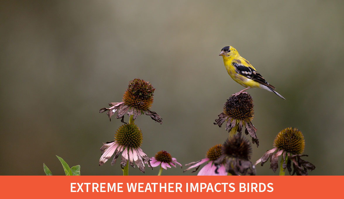 Extreme weather impacts birds; American Goldfinch;