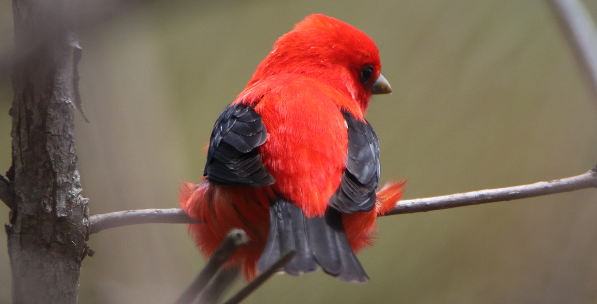 Scarlet Tanager.