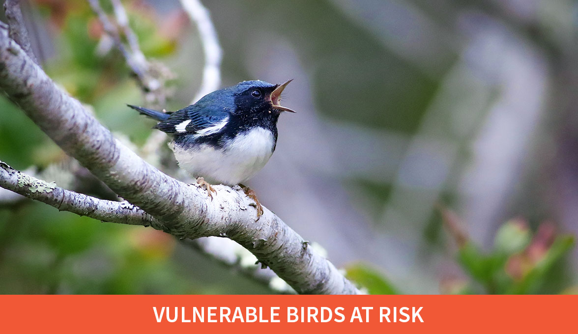 Vulnerable Birds at Risk; Black-throated Blue Warbler